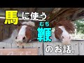 馬って鞭(むち）をどう思ってるの？ナッキーの馬の教室～その５～