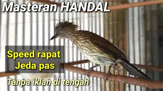 Masteran Burung Siri Siri Kecil Gacor Bagus Untuk Masteran Burung Fighter Paling Disukai Juri