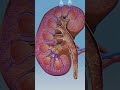 Kidney Stone Relief with Homeopathy 💧🌿 | Natural & Gentle Healing