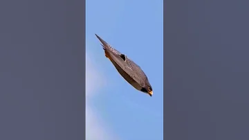 The Fastest Flying Bird In The World Shorts Birds Animals 