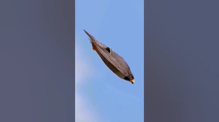 The Fastest Flying Bird In The World #shorts #birds #animals - DayDayNews