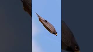 The Fastest Flying Bird In The World #shorts #birds #animals screenshot 5