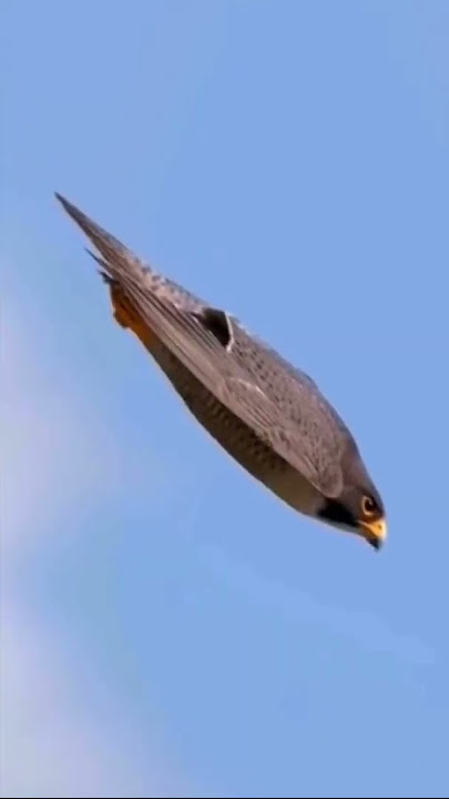 The Fastest Flying Bird In The World #shorts #birds #animals