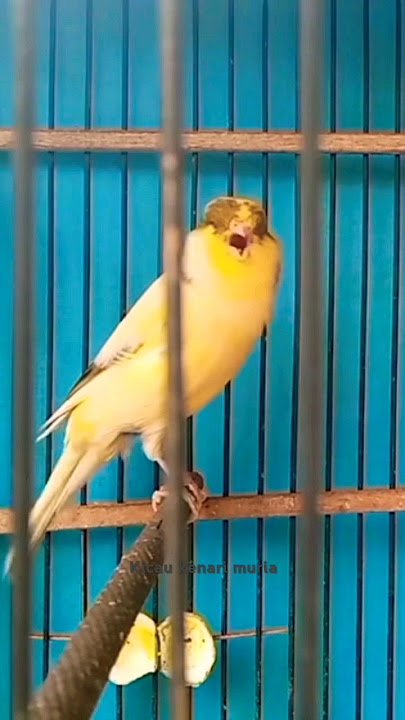 Female canary's tweet calling the male ‼️ makes the canary panic