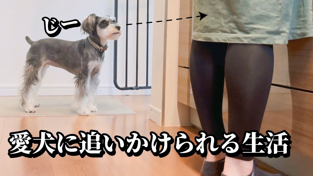 ミニチュアシュナウザーのストーカー生活｜愛犬に追いかけられる日常