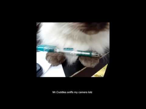 My cat doing math homework with me