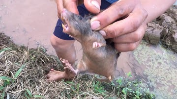 Bắt Chuột Đồng  & Chế Biến Các Món Ngon Từ Thịt Chuột