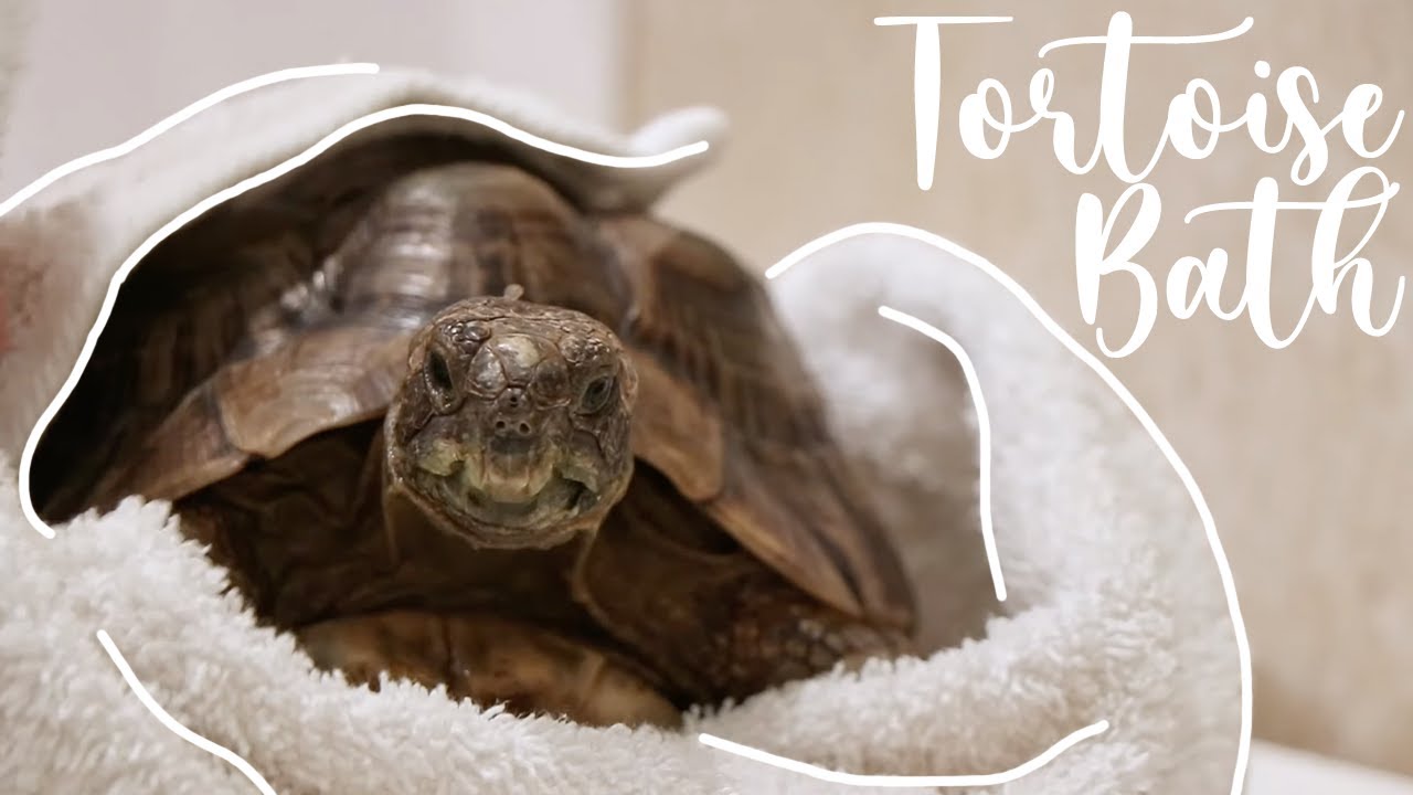 How To Bathe Your Tortoise!
