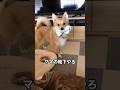 ポメコギは返さない