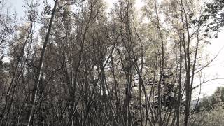 Thomas Hine - Bright Shining Mountains