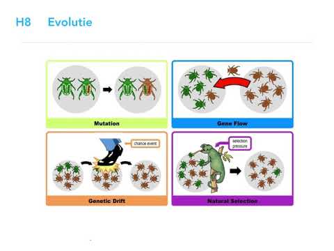 Evolutie (algemeen)