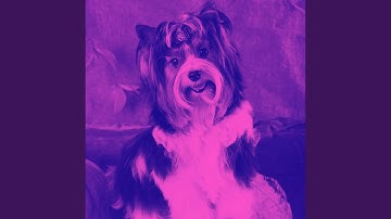 Pulsating Moods for Comfortable Hounds