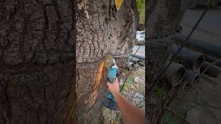Yes, you can saved millions of trees by removing wire nail Tree guard from the tree #SafeTree