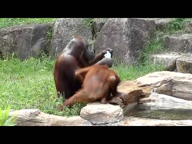 Bild från Orangutang svalkar sig som en människa