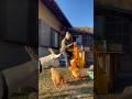 Our process of drying persimmons on the farmstead #japan #farm #animals #japaneseculture #japanlife