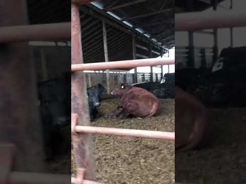 #COWS #farts #laughter #ParkRapids #cowfarts #ladylaughs  #hilarious #funny #funnyvideo #cowpotty