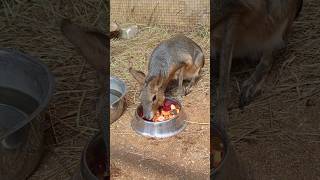 🐹патагонская МАРА КУШАЕТ в зоопарке #shorts #animals #nature #zoo #pets