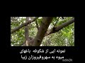 شکوفه میوه به در باغ های میوه سهروفیروزان زیبا اصفهان