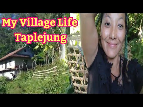 My Village Life Nalbu Taplujung Rabindrarai Ritulimbu 