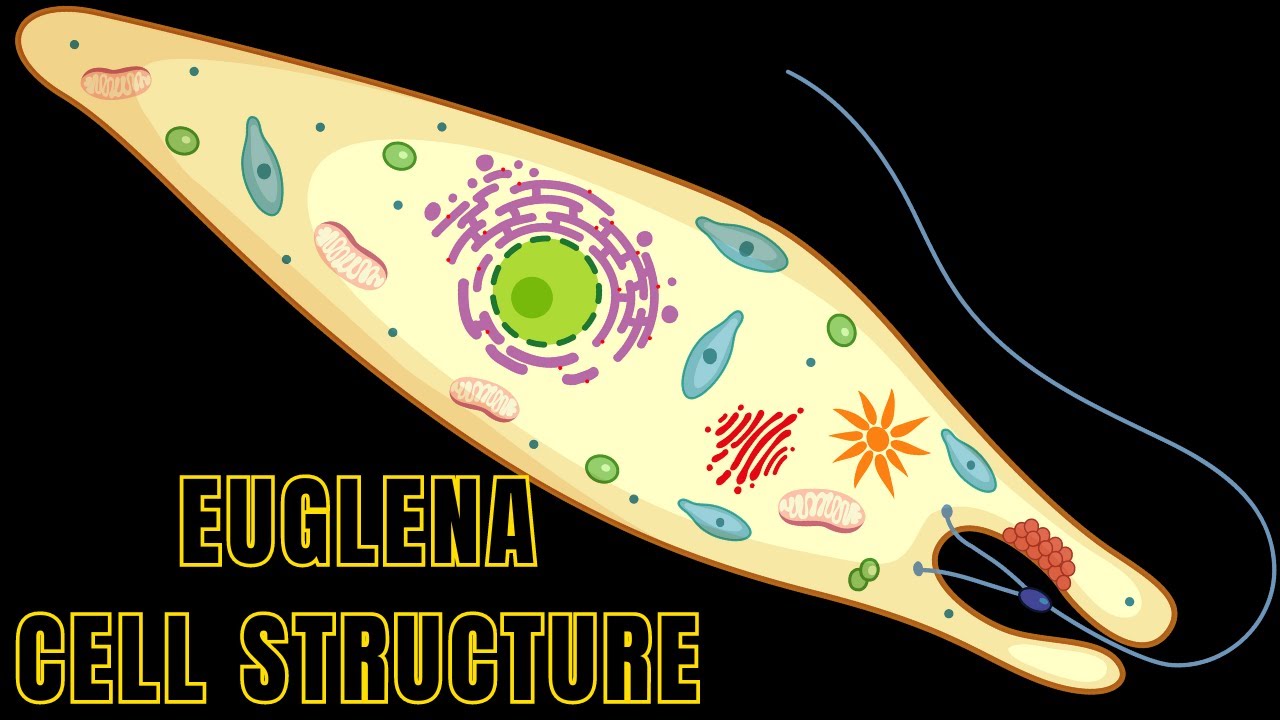 Euglena cell structure and function euglena under microscope 