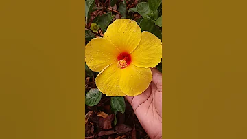 Good Morning Sunshine Yellow Hibiscus Flowers #shorts