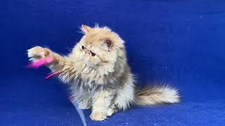 Chase Persian Red Tabby male kitten of Majestymeow Cattery!