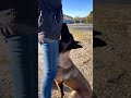 FOCUS  #malinois #dogcoach #dogsofyoutube #belgianmalinois #dogtraining