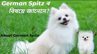 German Spitz // কম budget ত এটা ধুনীয়া dog breed