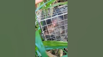 CÁI RẬP ĐẦU [] SĂN LÙNG LOÀI CHUỘT KHỦNG NHẤT Ở VIỆT NAM| Ngô Văn Lam #bẫychuột #sănbắt #shorts