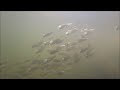 Perdido Bay Underwater Fish Video