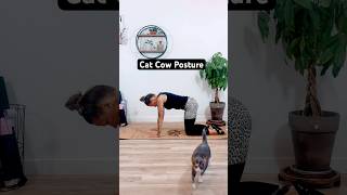 Cat & Cow Posture, Sanskrit name Durga-Go or Marjaryasana #catandcow #posture #mobility