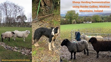 Sheep Herding Demonstration Using Border Collies at Wicklow Mountains, Ireland