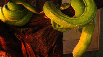 Sorong Green Tree Python laying eggs from perch