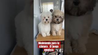 Crimini y Enoki. #atp #rose #perritos #perros #dogshorts #dogs