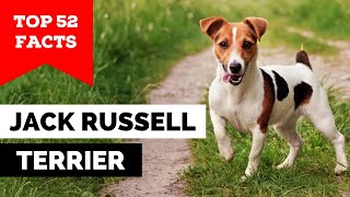 99% of Jack Russell Terrier Owners Don't Know This