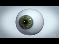 Human eye components