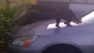 Chihuahua barking black cat. by Darien 1,007 views 14 years ago 1 minute