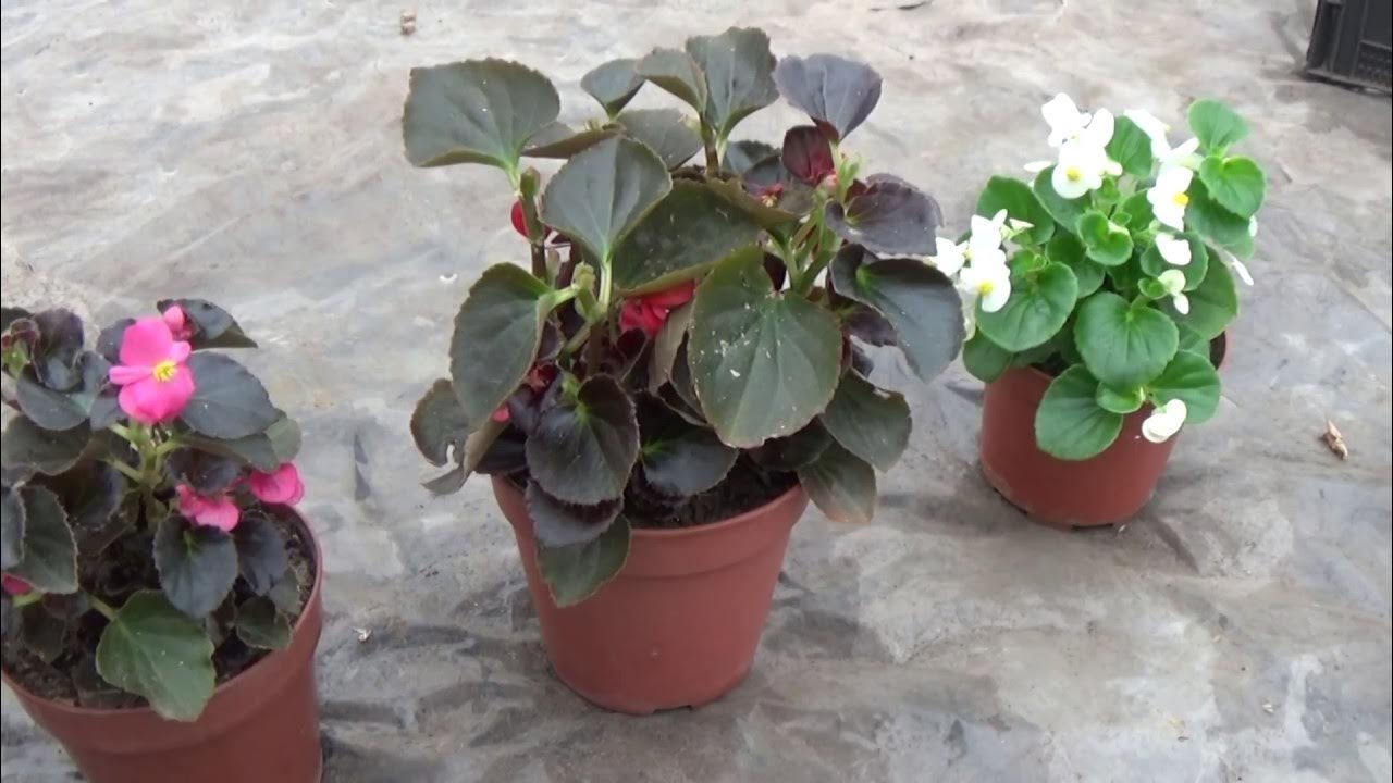 Бегония вечноцветущая бордюрная. Бегония вечноцветущая как сохранить зимой. Бегония вечноцветущая на даче. Вечноцветущая бегония на грядке. Бегония вечноцветущая размножение.