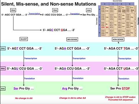Genetics | A Comparison of Silent, Mis-sense, & Non-sense Mutations