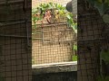Clearing My Backyard Loofah Vines with a High-Power DIY Laser Cannon!