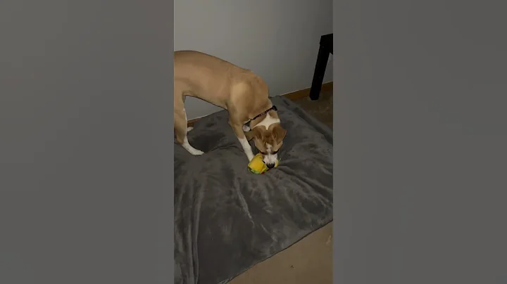 Puppy  luna #dog #doglover #doghumor