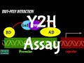 Yeast two hybrid system  y2h system  yeast two hybrid assay 