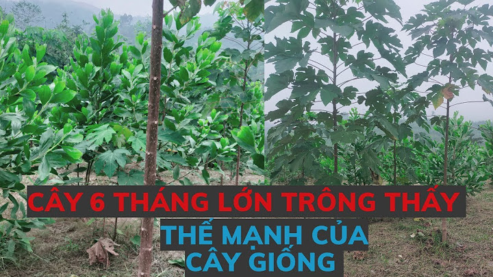 So sánh troồng gỗ xoan và keo