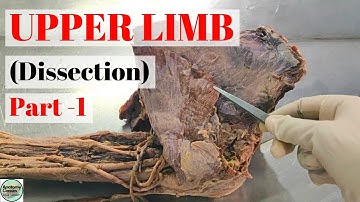 Upper Limb Dissection I Part-1 I Quick Revision