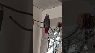 Жако Рик, 3 года. говорит о насущном.
