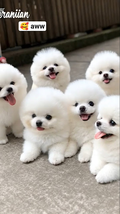 Cute teacup dog puppies😍 #cute #baby #cutebaby #barkingbliss #babyanimals #toys #pets #babydogs #dog