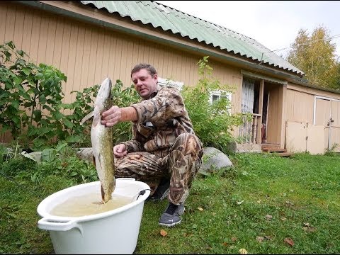 Видео: Как се правят питки с щука