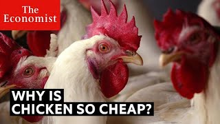 Why is chicken so cheap | The Economist