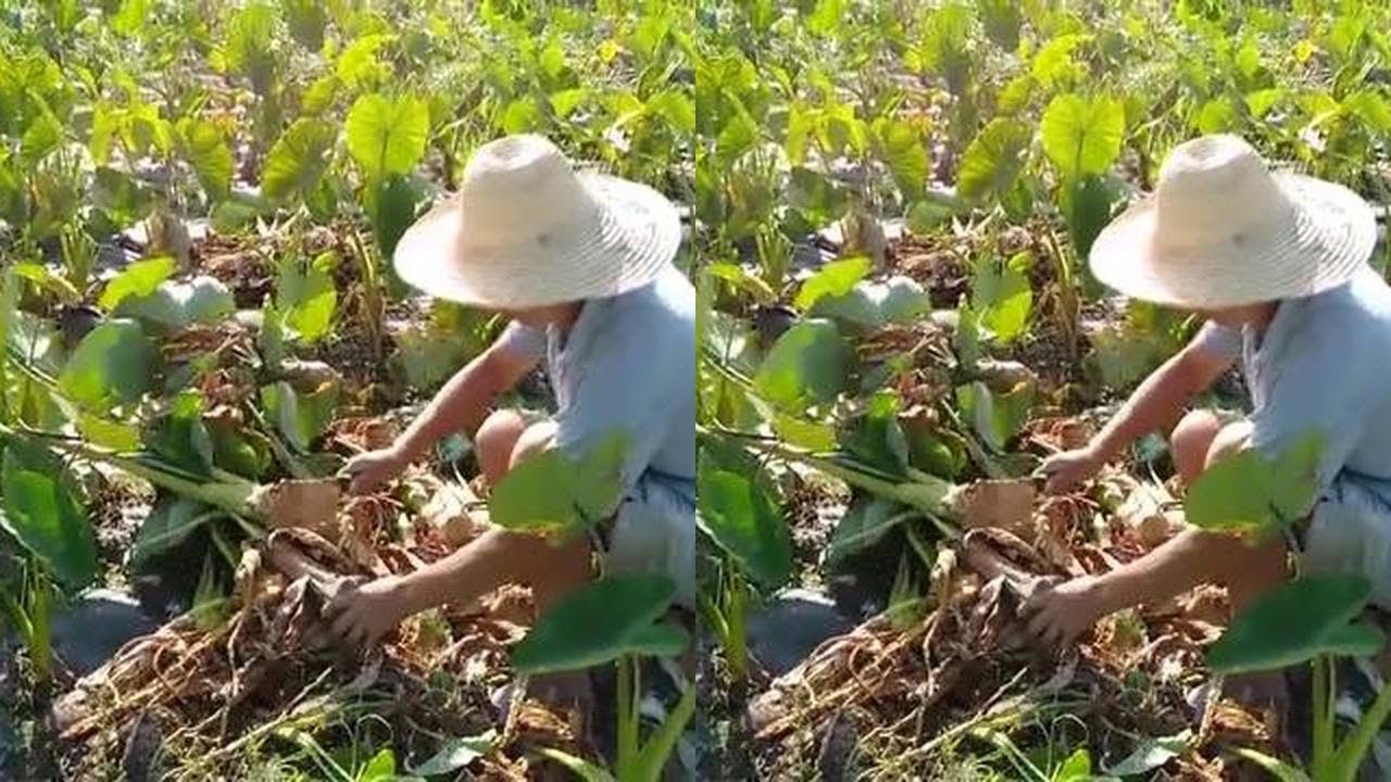 What does the royal tribute Liyu taro really look like?