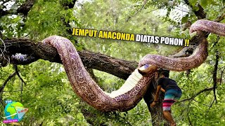 Lucu!! Begini Cara Ular Piton Dan Anaconda Raksasa Memanjat Pohon !! Ukurannya Sebesar Batang Pohon